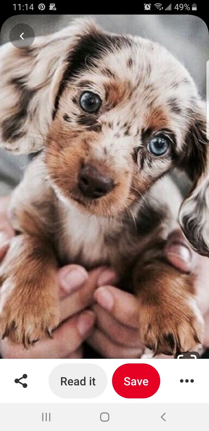 Pin By Amanda Trinidad Jones On Cute Fur Animals In 2020 Cute