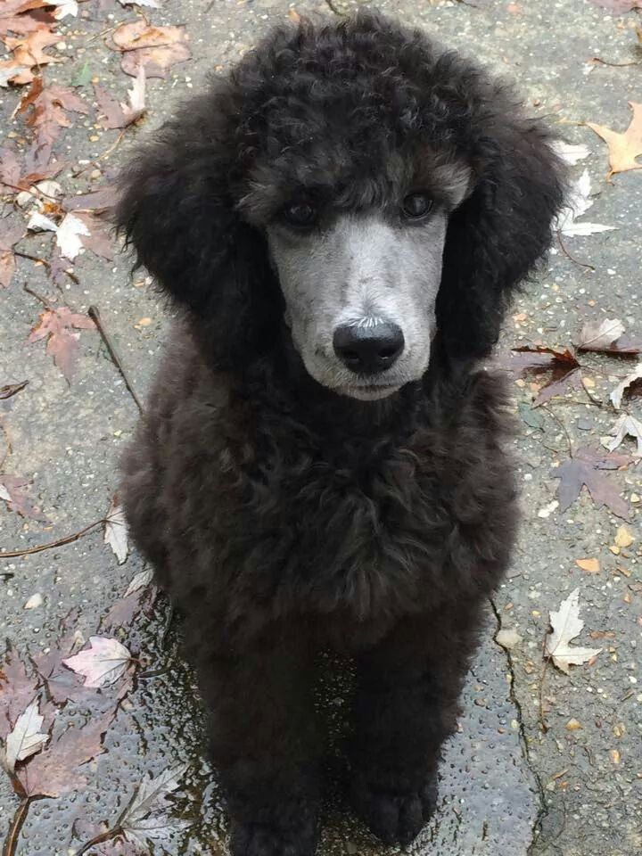 How To Stop Puppy From Jumping Up Cute Dogs Poodle Puppy