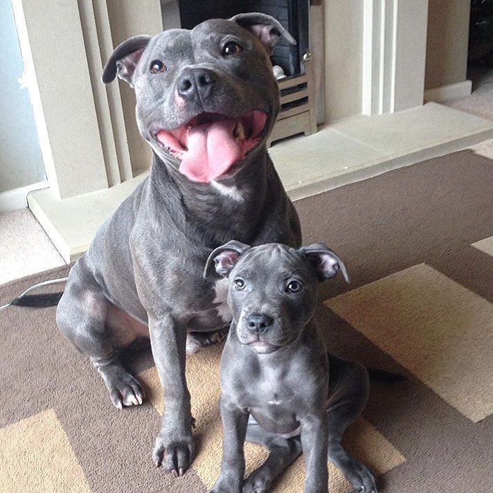 american pitbull terrier puppies for sale uk best 25 blue staffy ideas on pinterest blue staff puppies blue american pitbull terrier puppies for sale uk best 25 blue staffy ideas on pinterest blue staff puppies blue
