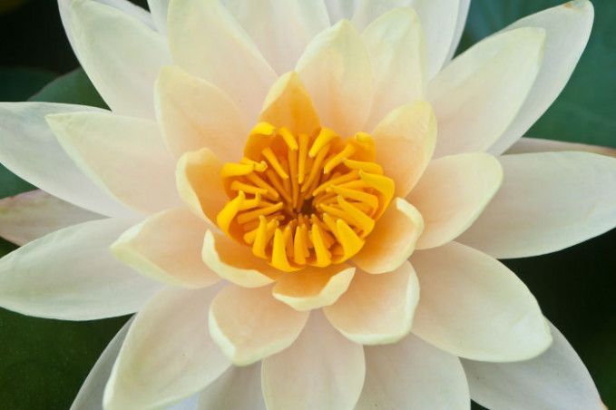 10 Disadvantages Of Lotus Flower Meaning In Hindi And How You Can Disadvantages Of Lotus Flower Meaning