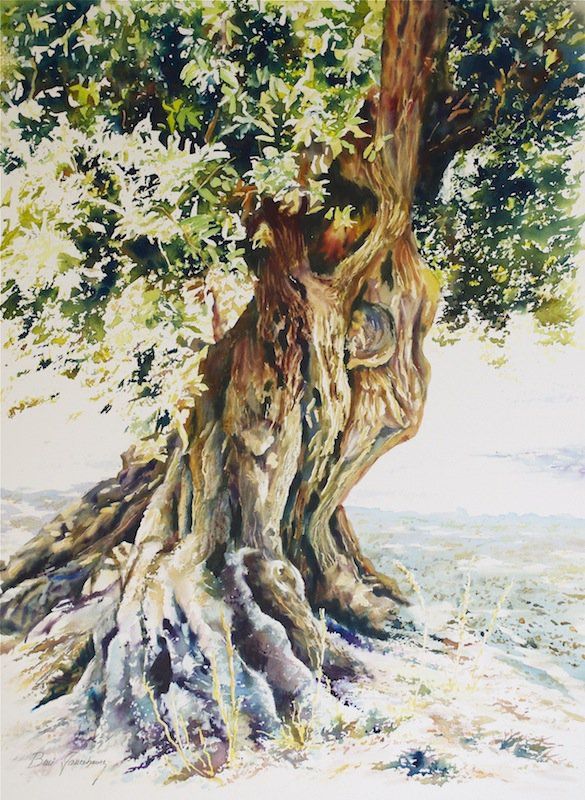 Bäume Und Pflanzen 1905 10 besten aquarelle olivenb 228 ume bilder auf Bäume Und Pflanzen 1905 10 besten aquarelle olivenb 228 ume bilder auf