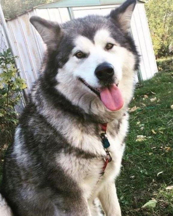 Lost Dog St Cloud Alaskan Malamute Female Date Lost 08 10 2018
