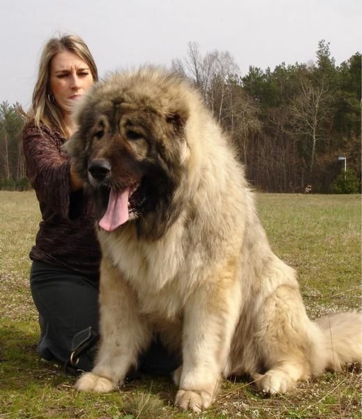 Caucasian Mountain Dog Rescue Uk Caucasian Mountain Dog Rescue Uk