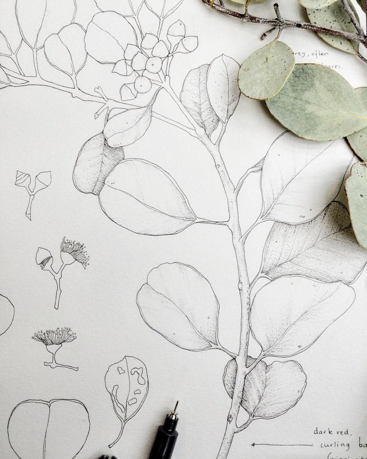 Roundleaved mallee pen wip illustration wip malleepal