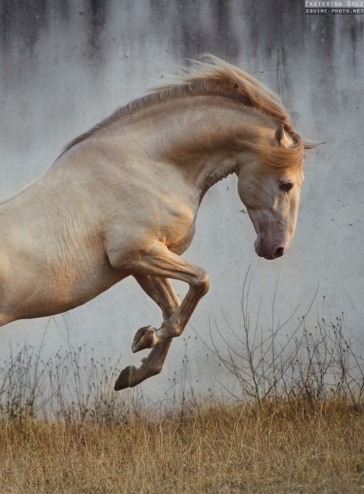 Post Anything From Anywhere Customize Everything And Find And Follow What You Love Create Your Own Tumblr Blo Horses Lusitano Horse Most Beautiful Horses