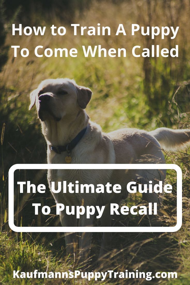 Fearful Dog Training Enrichment For Fearful Dogs Come When