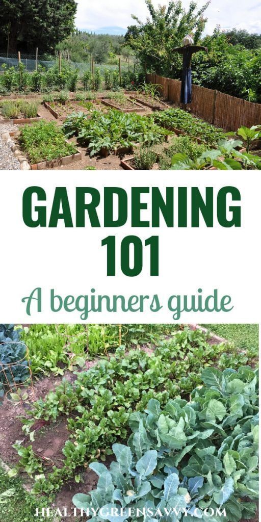 Pin on flower garden for beginners