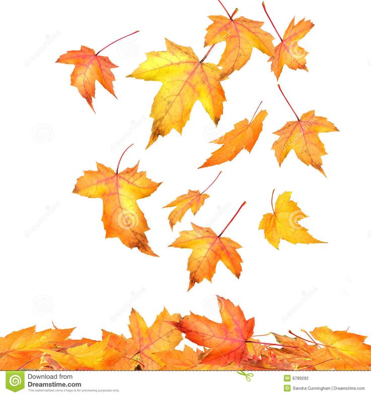 maple leaves falling on white tattoos pinterest maple leaves falling on white tattoos pinterest