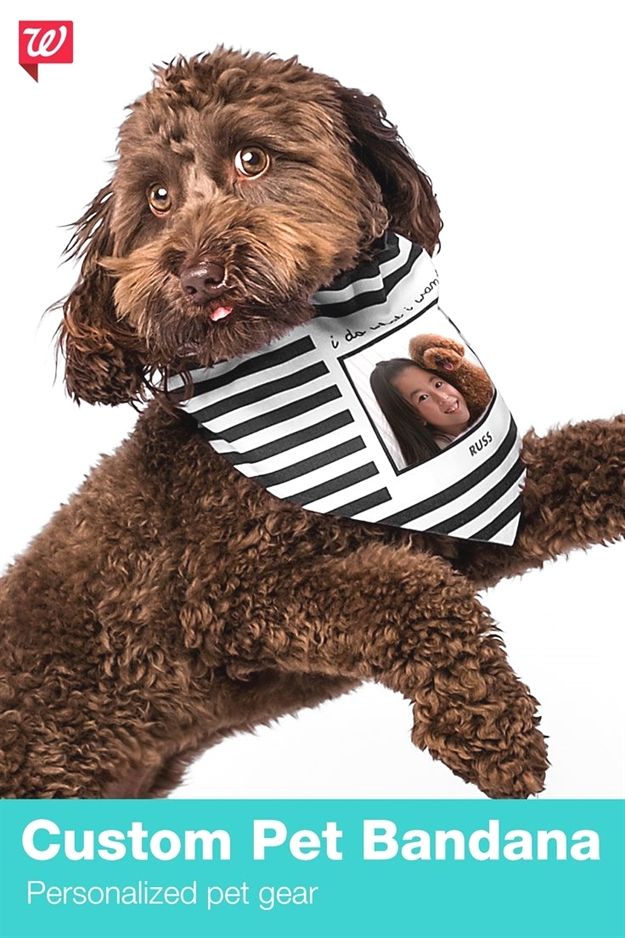 Francesca Dog Training Dixon California Dog Training Yuba City