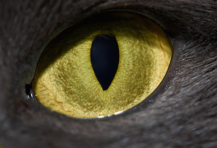 See 15 Crazy Animal Eyes Rectangular Pupils To Wild Colors Weird Animals Eyes Cat Pupils See 15 Crazy Animal Eyes Rectangular Pupils To Wild Colors Weird Animals Eyes Cat Pupils