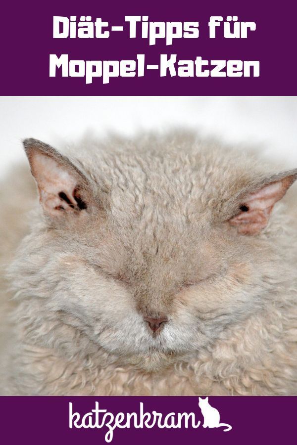 wie kann eine katze abnehmen