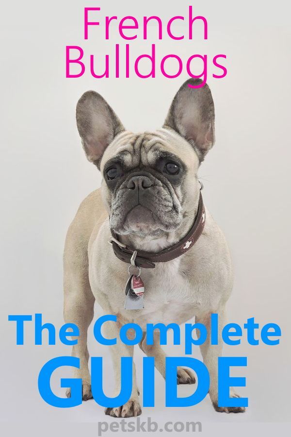 Complete Guide To The French Bulldog French Bulldog French Dogs