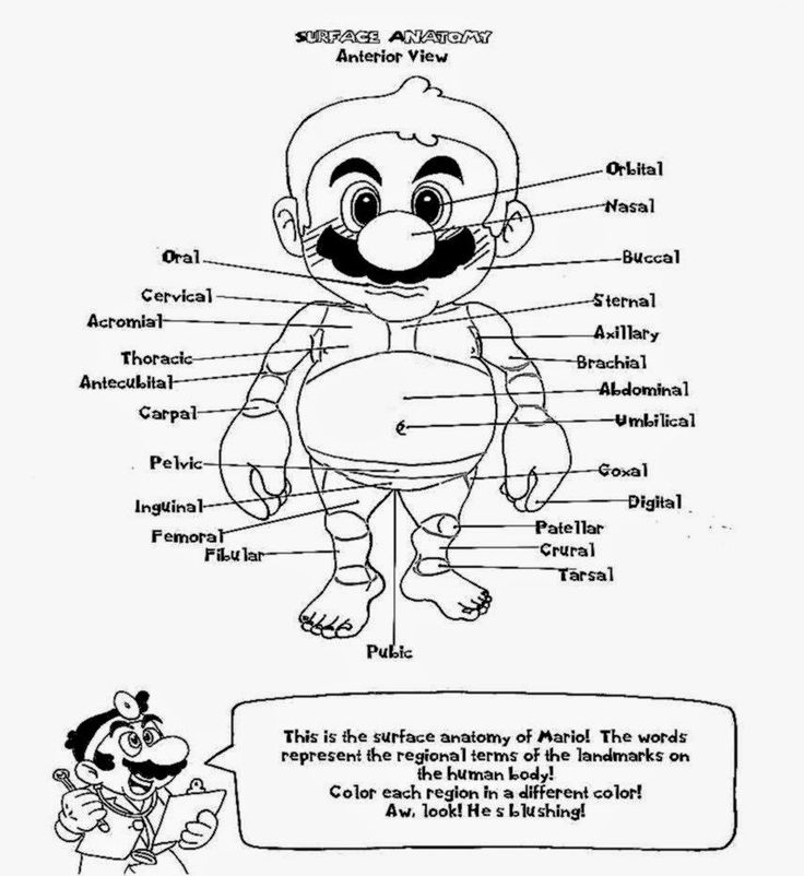 9 best A&P coloring pages images on Pinterest | Physiology ... 9 best A&P coloring pages images on Pinterest | Physiology ...
