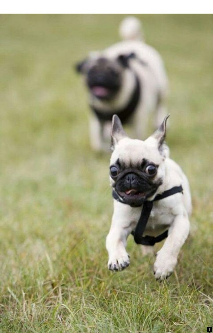 Check Out The Webpage To Read More On Black Pug Puppies For