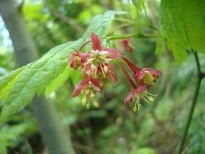 183 Best Plants For Northwest Orcus Island Images On Pinterest Pacific Northwest Native Plant Nursery Tree Frog Farm Flower Essences