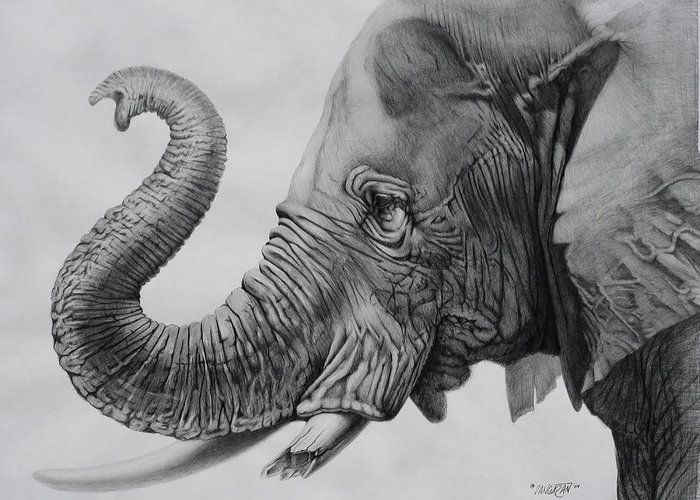 Veteran by Tim Dangaran in 2020 | Elephant drawing, Elephant, Elephant ... Realistic Drawings Of Elephants