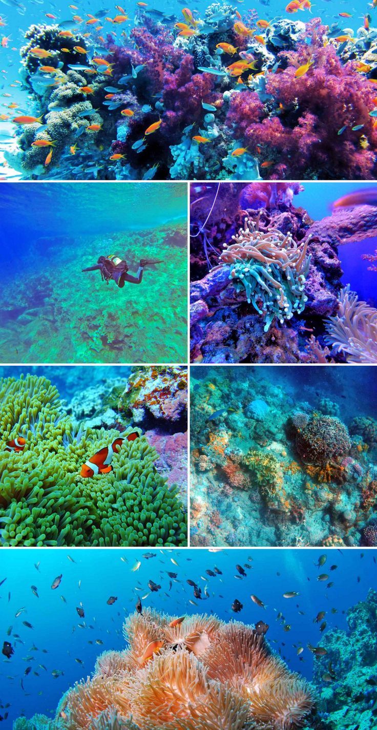 Scuba Diving Experience In Anilao Batangas Philippines Diver Bliss In 2020 Scuba Diving Diving Scuba