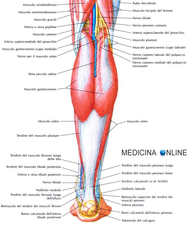 arterie e vene del corpo umano