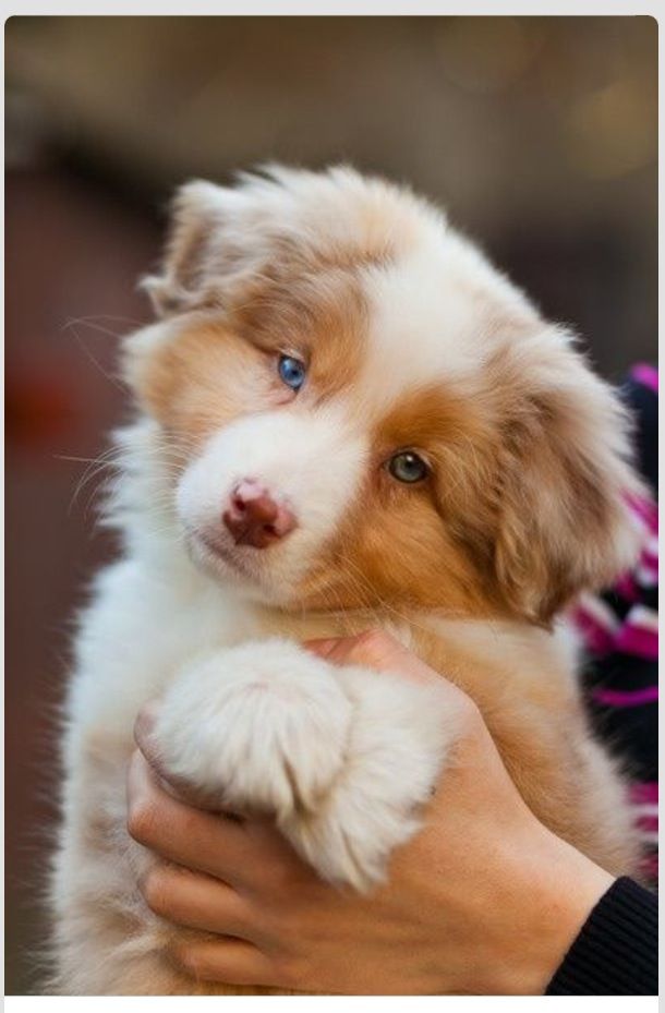 rockin b miniature australian shepherd 16 best amy u0027s puppy s wish images on pinterest animals rockin b miniature australian shepherd 16 best amy u0027s puppy s wish images on pinterest animals
