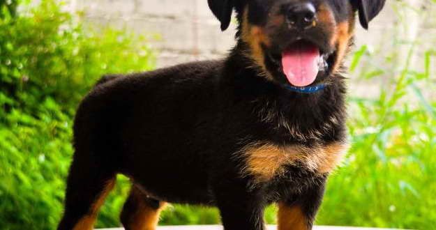 Adopt A Rottweiler Puppy Rottweiler Puppies Rottweiler