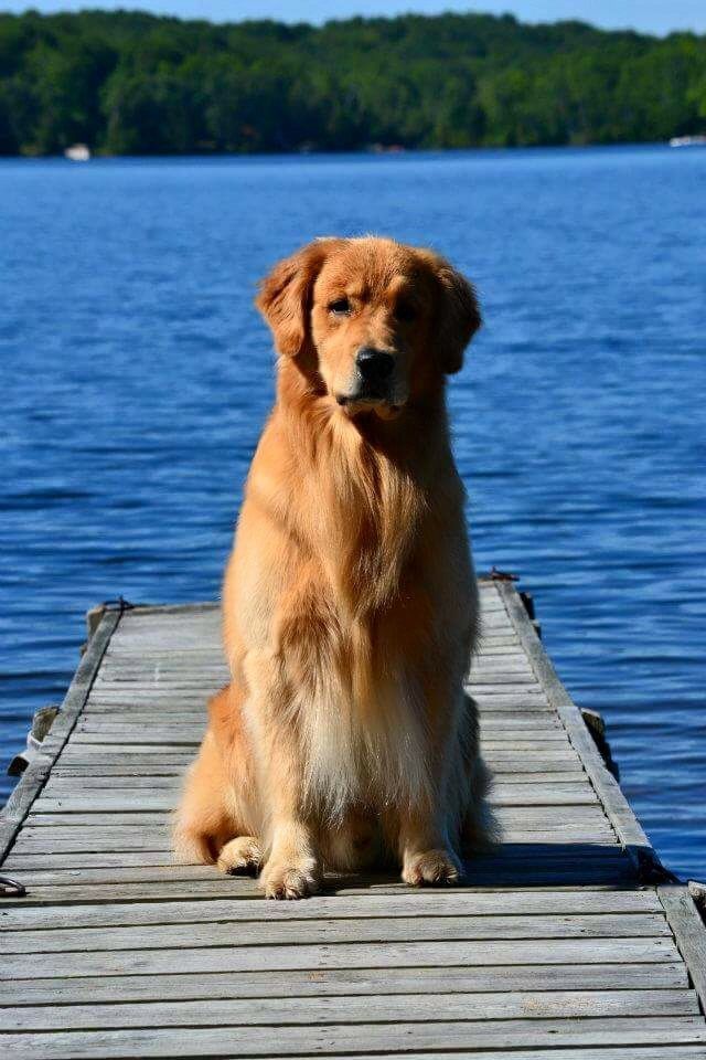 Gorgeous Golden Okay So If This Is Not Already Obvious Golden