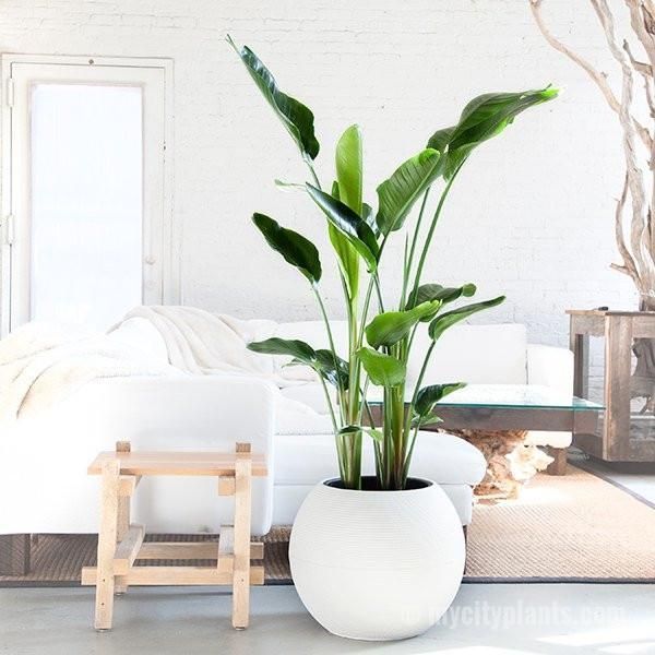Paradisebird Paradise Ofbest Indoor Easily Trees Light Best Grow Bird Of15 You Low Can Tall Plants Plant Decor House - Indoor Tree Plant Pots Paradisebird Paradise Ofbest Indoor Easily Trees Light Best Grow Bird Of15 You Low Can Tall Plants Plant Decor House - Indoor Tree Plant Pots