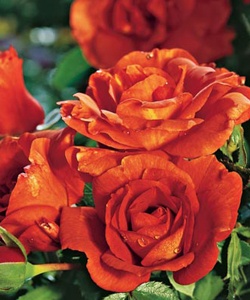 Laura Bush floribunda rose ~ sunset-colored petals with ... Laura Bush floribunda rose ~ sunset-colored petals with ...