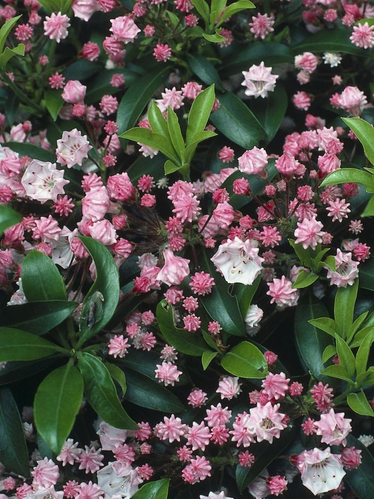 Top 25+ best Shade loving shrubs ideas on Pinterest