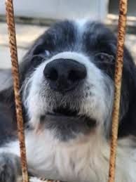 Tierfreunde kennenlernen