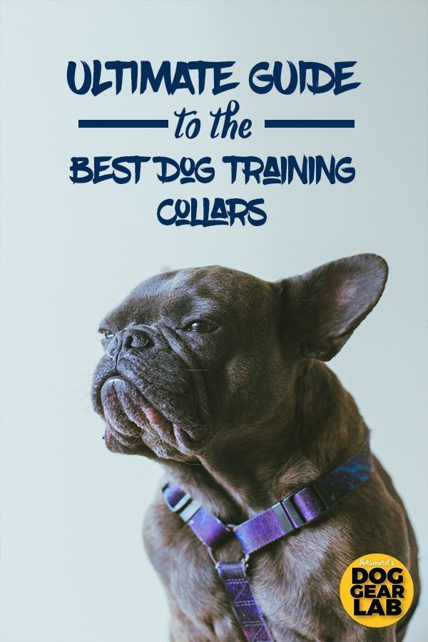 Ultimate Guide To The Best Dog Training Collars Dog Training