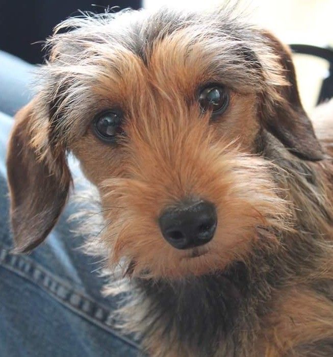 Wirehaired Dachshund Wire Haired Dachshund Dachshund Puppies