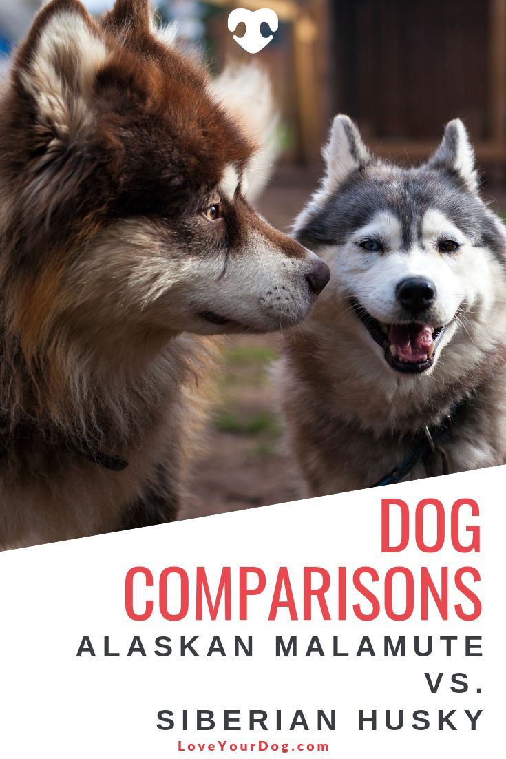 Alaskan Malamute Vs Siberian Husky What S The Difference