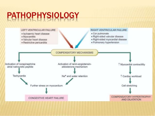 pathophysiology of chf