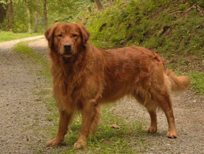 american golden retriever puppies for sale 12 best rebel images on golden retriever puppies animals and puppies for sale american golden retriever puppies for sale 12 best rebel images on golden retriever puppies animals and puppies for sale