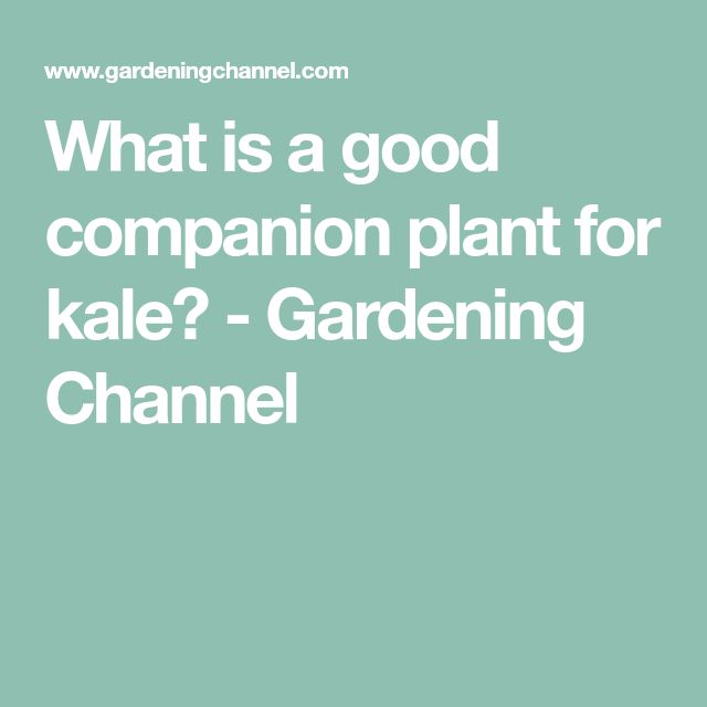 What is a good companion plant for kale? - Gardening ... What is a good companion plant for kale? - Gardening ... Companion Planting Kale