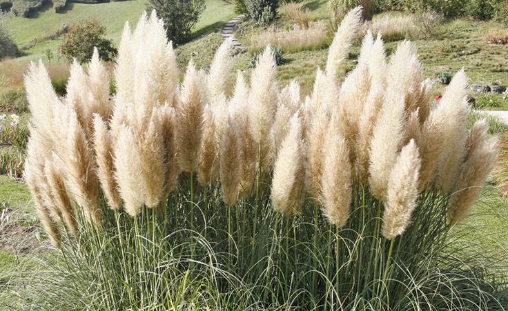 PAMPAS OTU - SAZ PÜSKÜLÜ 20 ADET