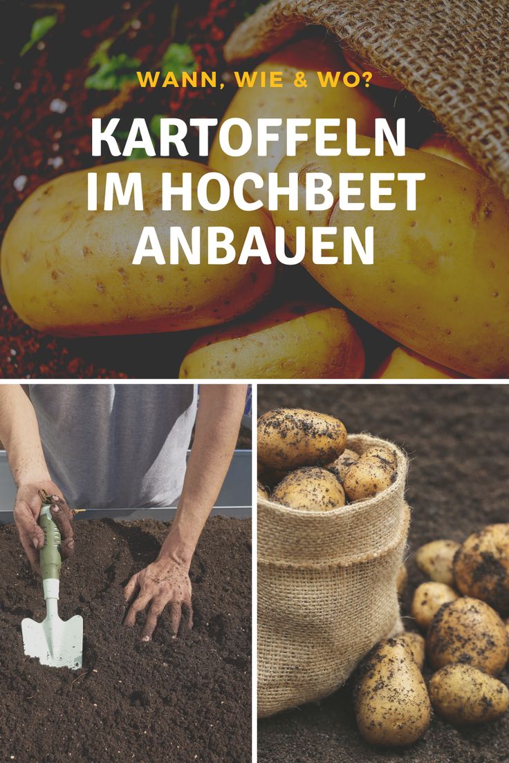 Wie baut man Kartoffeln im Hochbeet an? Hochbeet