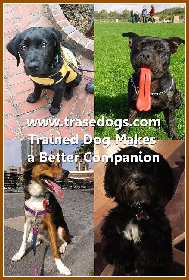 Talking About Dog Dogs Best Dog Shampoo Pet Safe