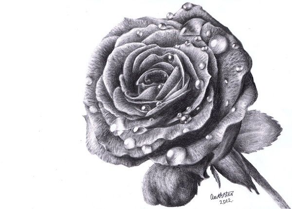 نقاشی طراحی گل ساده نقاشی و طراحی گل