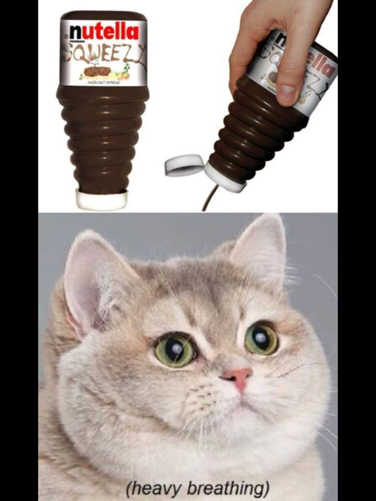 why is my breathing heavy best 25 heavy breathing cat ideas on heavy breathing cat meme heavy why is my breathing heavy best 25 heavy breathing cat ideas on heavy breathing cat meme heavy