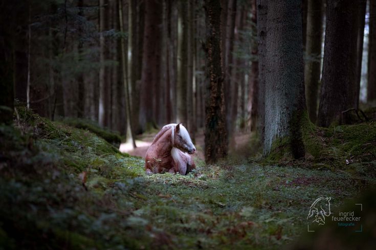 Haarige Taetowierte Wald Doppelter