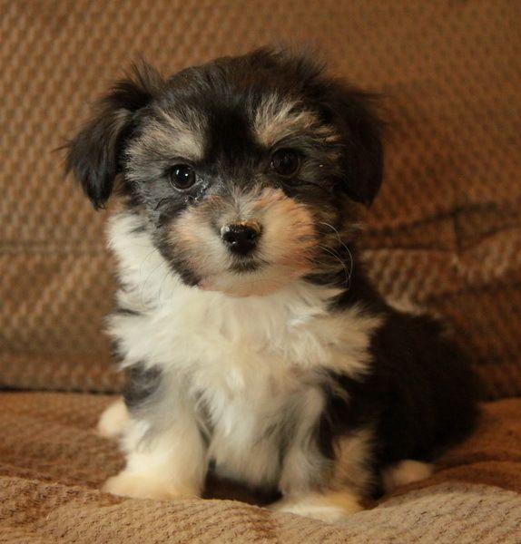 havanese puppies for sale in canada best 25 havanese puppies for sale ideas on havanese puppies small havanese puppies for sale in canada best 25 havanese puppies for sale ideas on havanese puppies small