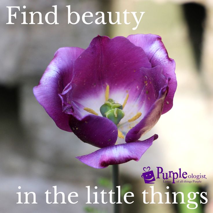 150 best purple quotes images on pinterest purple quotes purple purple flower quotes
