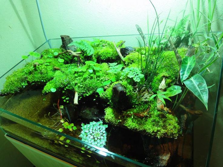 アクアテラリウム専門店 Plantston プランツトン Planted Aquarium Nature Aquarium Container Plants アクアテラリウム専門店 Plantston プランツトン Planted Aquarium Nature Aquarium Container Plants