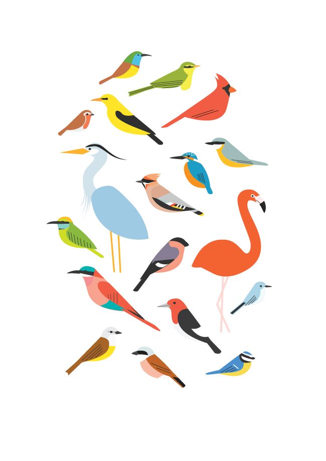 new birds sarah abbott illustration vector bird illustration