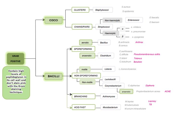 best 25 gram negative bacteria ideas on pinterest gram positive bacteria classification chart
