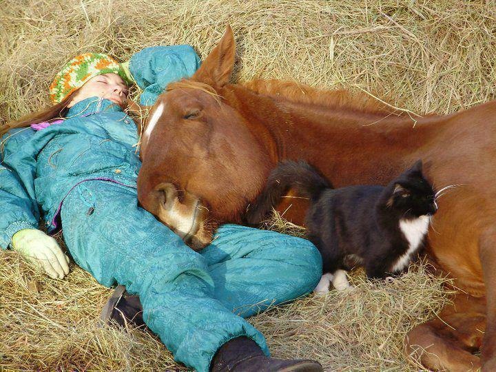 Horse napping in field Horse love, Beautiful horse pictures, Horses