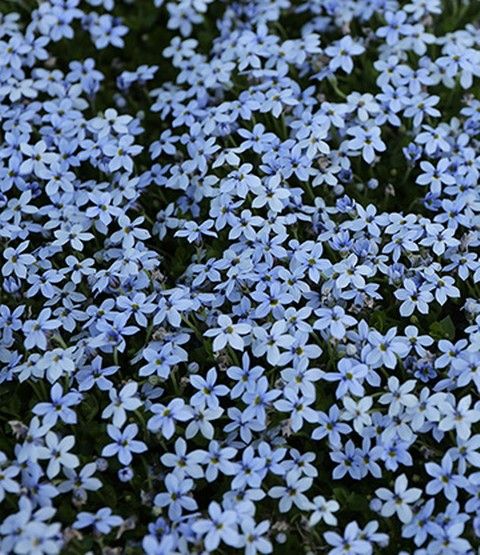 48 best Garten Blumen images on Pinterest Decks, Floral - mein garten rtl 48 best Garten Blumen images on Pinterest Decks, Floral - mein garten rtl