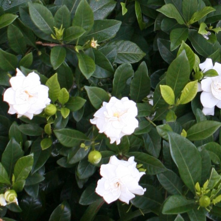 Gardenia Radicans Hedging Plants Flower Garden Pictures