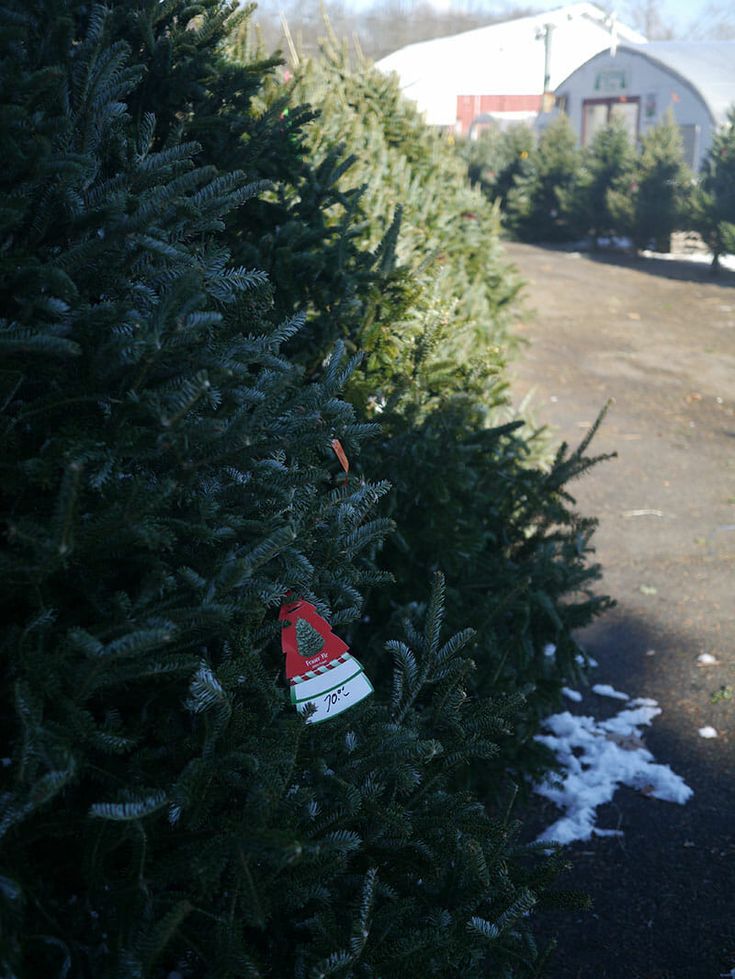 Inside The World Of Christmas Tree Farming Christmas Tree Farm Tree Farms Modern Farmer